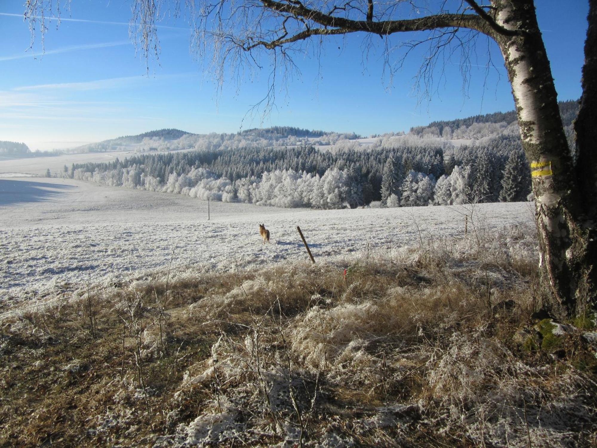 Ubytování Praschlhaus Horní Planá Esterno foto